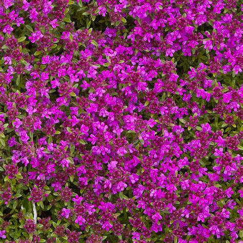 Magical tapestry creeping thyme ground cover